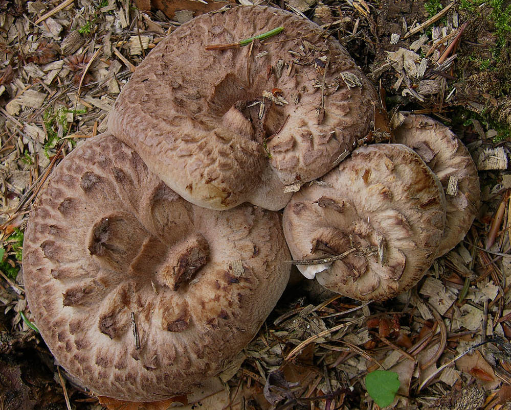 Svuotando l''archivio 2009....3� e ultima parte.